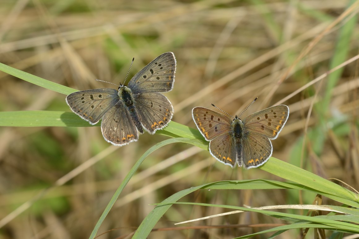 ID Coppia di Farfalle